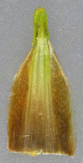 Trichophorum caespitosum s.l.