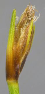 Trichophorum caespitosum s.l.