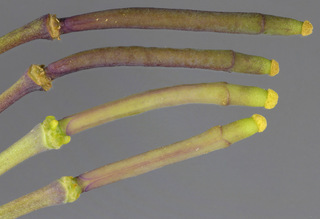 Brassica oleracea var oleracea