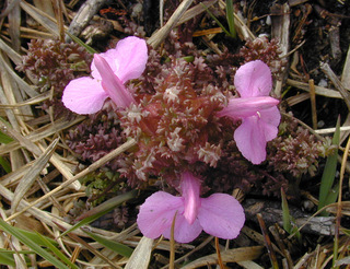 Pedicularis sylvatica ssp sylvatica
