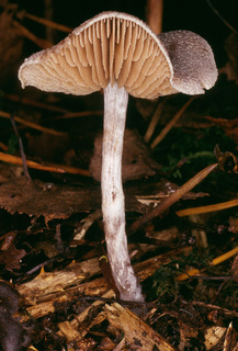 Cortinarius hemitrichus