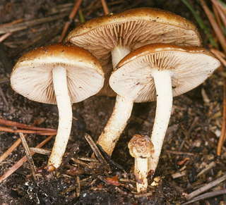 Pholiota highlandensis
