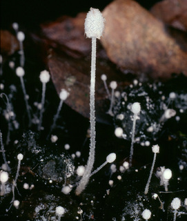 Coprinopsis stercorea