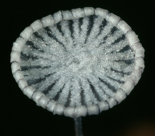 Coprinopsis stercorea
