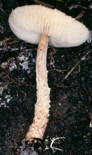 Lepiota magnispora