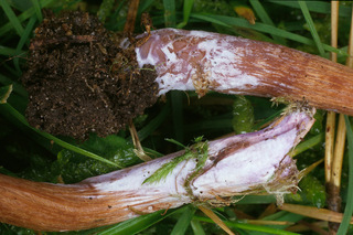 Laccaria bicolor
