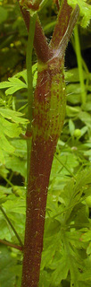 Chaerophyllum temulum