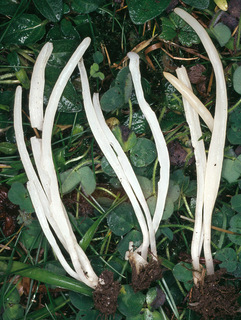 Clavaria fragilis