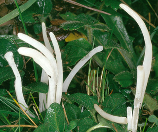 Clavaria fragilis