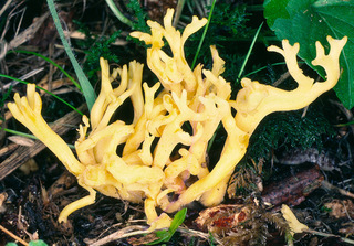 Clavulinopsis corniculata