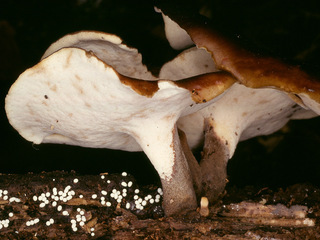 Polyporus badius