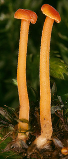 Rickenella fibula
