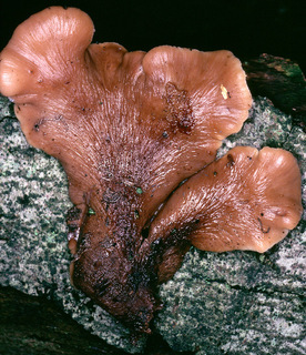 Lentinellus vulpinus
