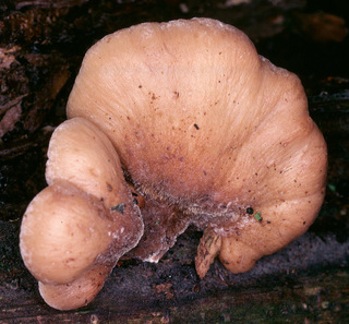 Lentinellus vulpinus