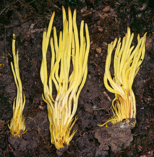Clavulinopsis fusiformis