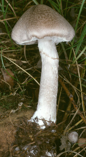 Tricholoma cingulatum