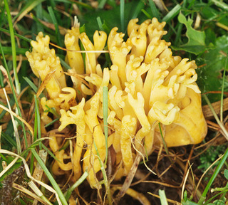 Clavulinopsis corniculata