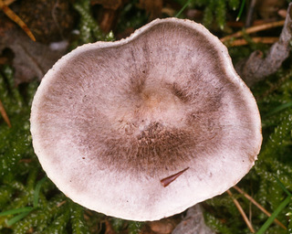 Tricholoma cingulatum
