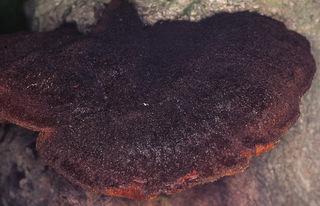Inonotus hispidus