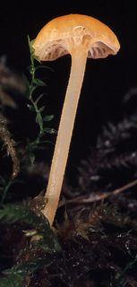 Rickenella fibula