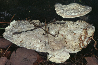 Tyromyces chioneus