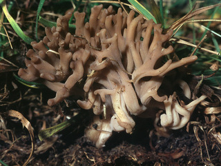 Clavulinopsis umbrinella