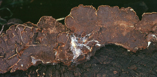 Hymenochaete rubiginosa