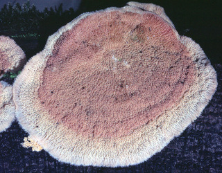 Phlebia tremellosa