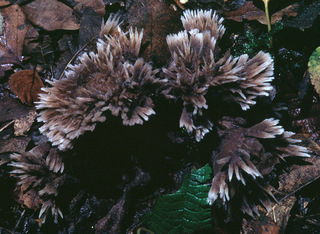 Thelephora penicillata