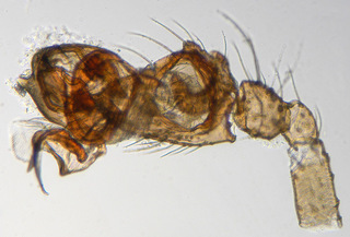 Porrhomma pygmaeum