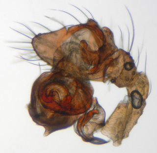Porrhomma pygmaeum