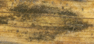 Deightoniella arundinacea