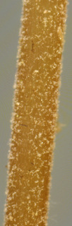 Marasmius epiphyllus