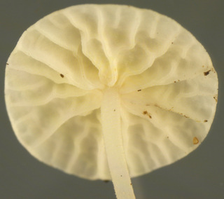 Marasmius epiphyllus