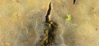 Peniophora quercina