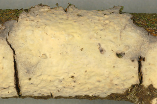 Peniophora quercina