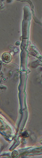 Hyphodontia pallidula