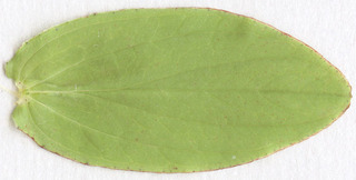 Hypericum tetrapterum