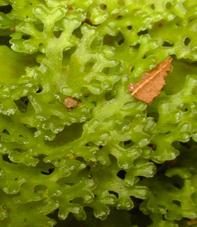Pellia endiviifolia
