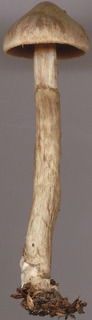 Cortinarius raphanoides