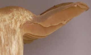 Cortinarius raphanoides