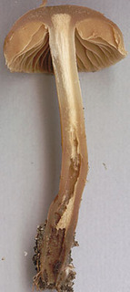 Cortinarius saturninus