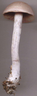 Cortinarius anomalus