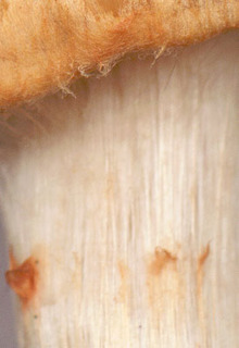 Cortinarius armillatus