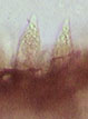 Lactarius chrysorrheus