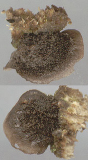 Resupinatus trichotis