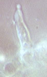 Lactarius semisanguifluus