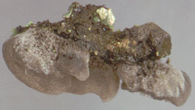 Resupinatus trichotis