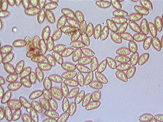 Coniophora olivacea