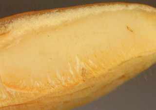Gymnopilus penetrans